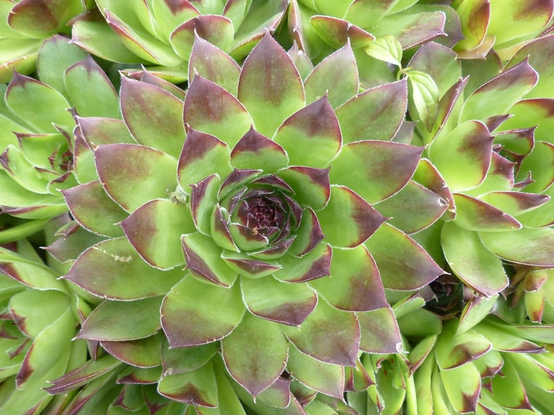 Succulents