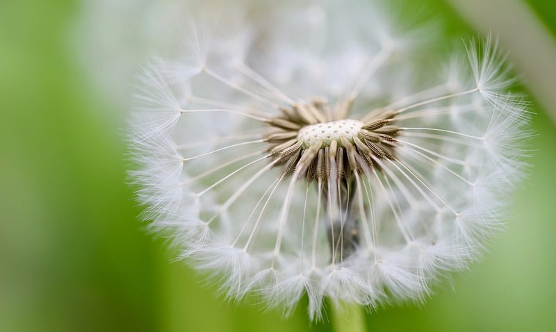 Seed Packets